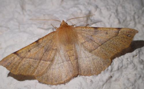 Réf. 218 476 : Colotois pennaria